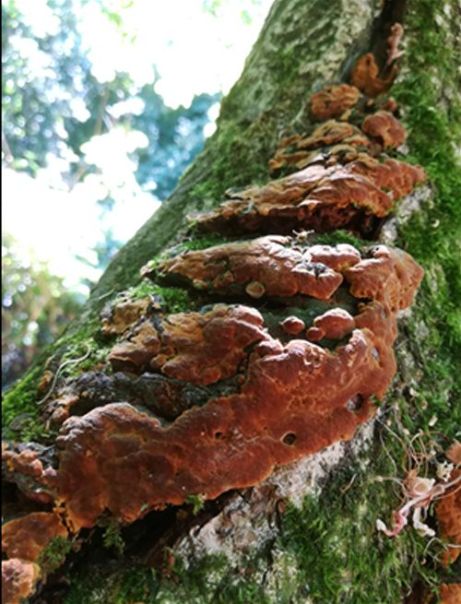 Resupinate fruiting bodies beginning to develop as brackets
